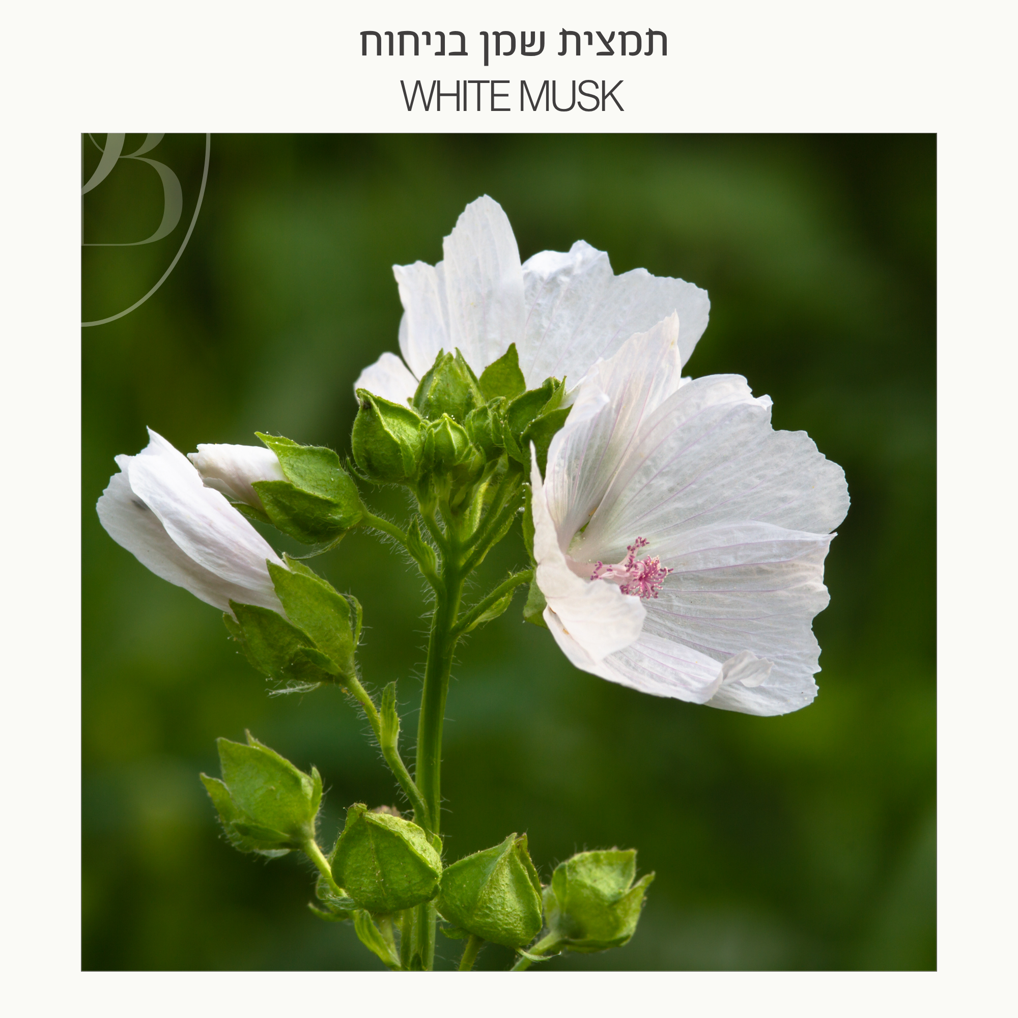 חצי ליטר תמצית שמן בניחוח White Musk